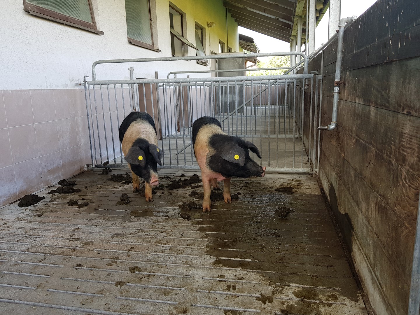 20180601 073457 Large